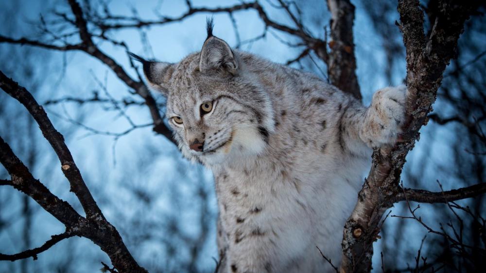 Lynx climbs a tree wallpaper