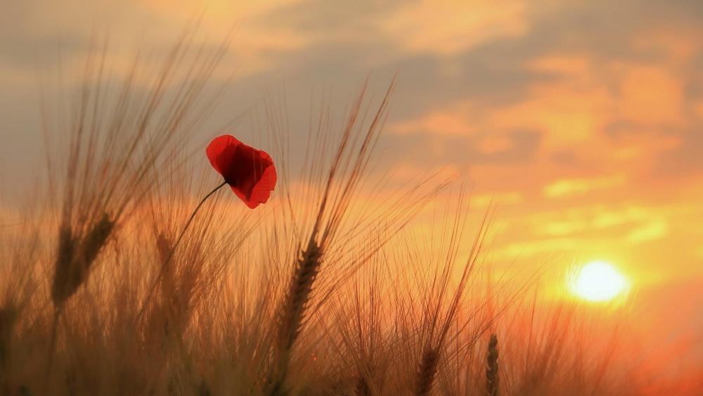Wheat and poppy in the sunset wallpaper