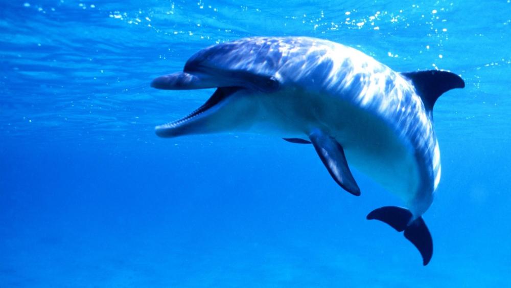 Dolphin - Underwater photo wallpaper