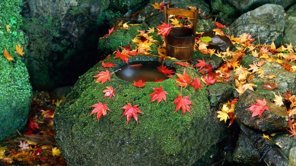 Tsukubai stone water basin with maple leaves wallpaper