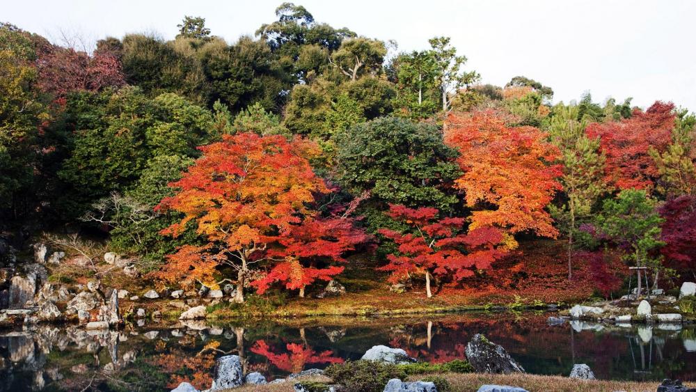 Autumn in a Japanese garden wallpaper