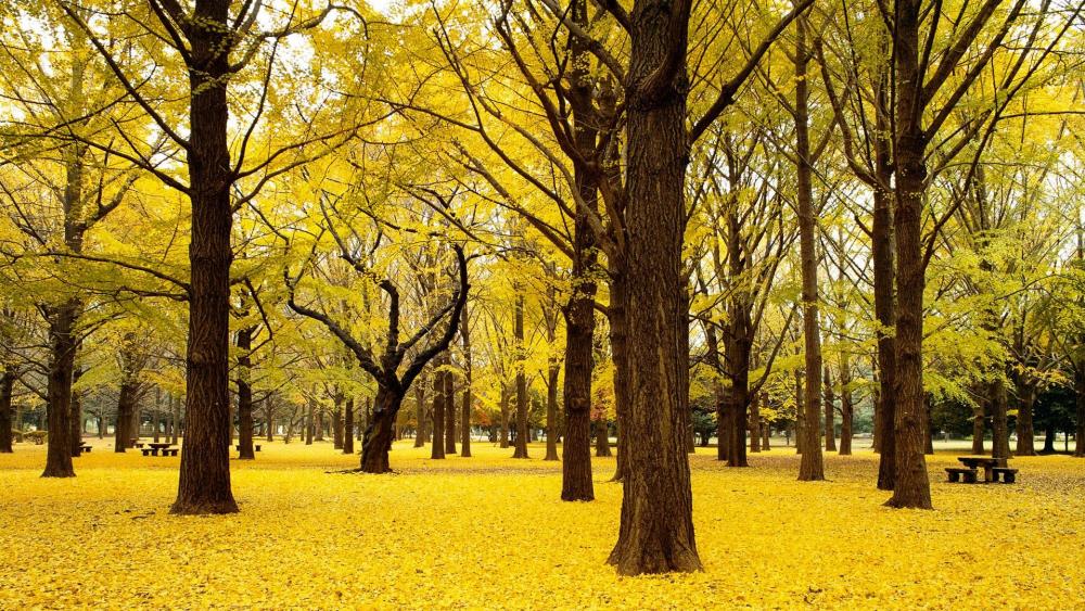 Autumn in Yoyogi Park, Tokyo wallpaper