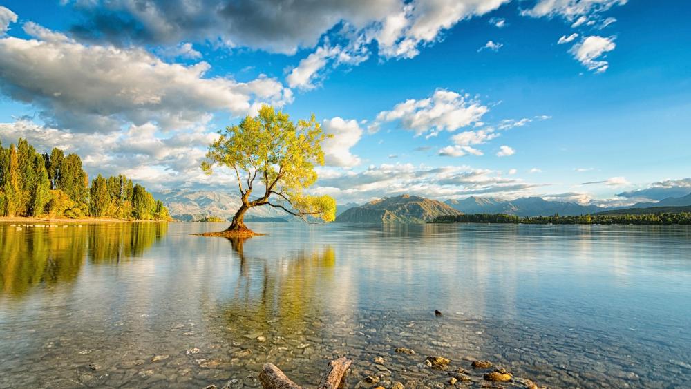 Lone tree of Lake Wanaka - New Zealand wallpaper