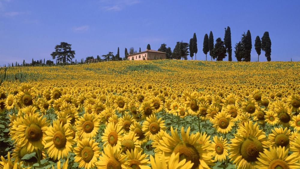 Sunflower Valley, Tuscany, Italy wallpaper