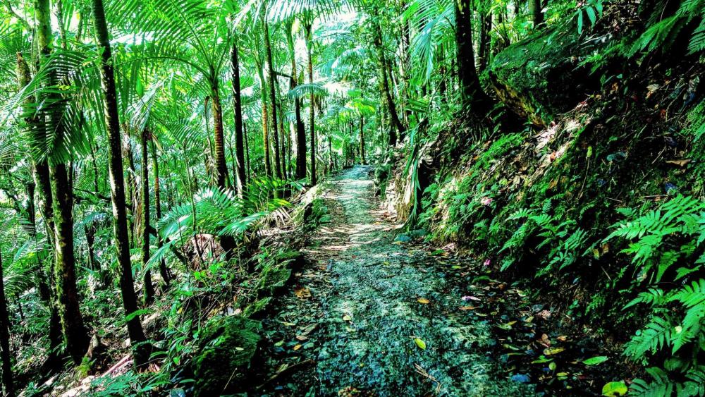 El Yunque National Forest - Puerto Rico wallpaper