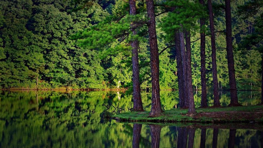 Green pine forest at the lakeside wallpaper