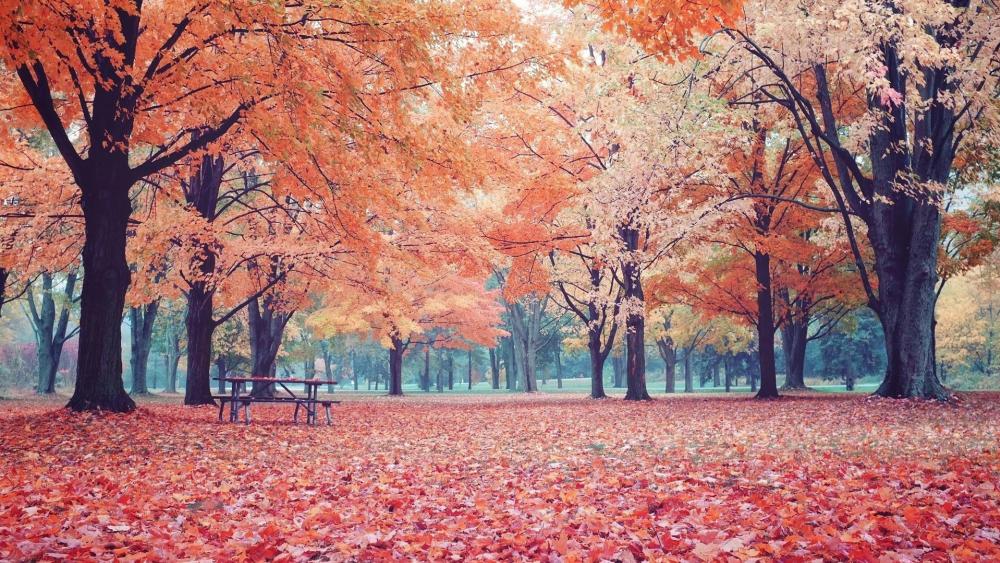 Fall Autumn Colors wallpaper