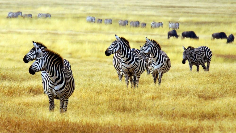 Zebras in Arusha National Park wallpaper