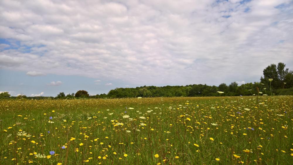 Wild flowers wallpaper