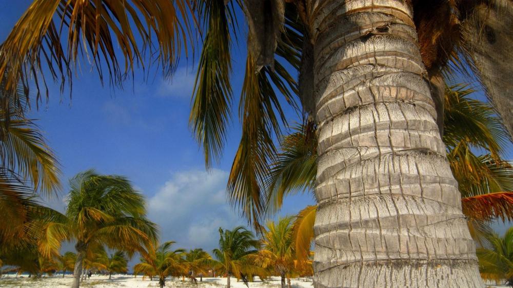 Palm beach in Cuba - Cayo Largo del Sur the uninhabited island wallpaper