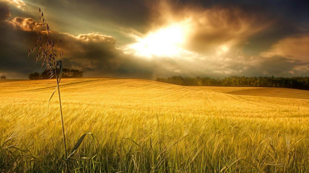 Morning sunlight above the wheat field ☀️ wallpaper