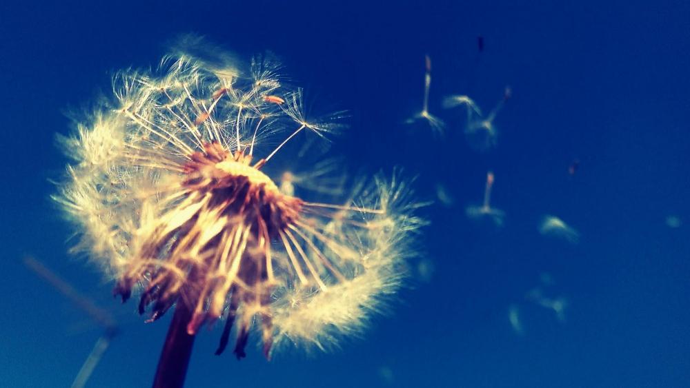 Dandelion flower wallpaper