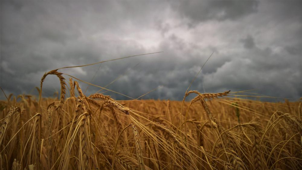 Wheat field with dark clouds wallpaper