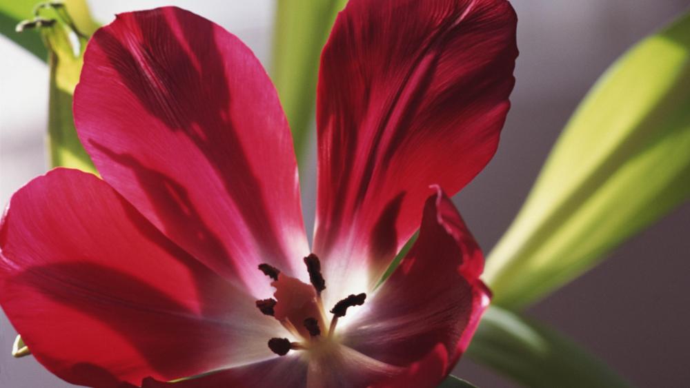 Red tulip close up photography wallpaper