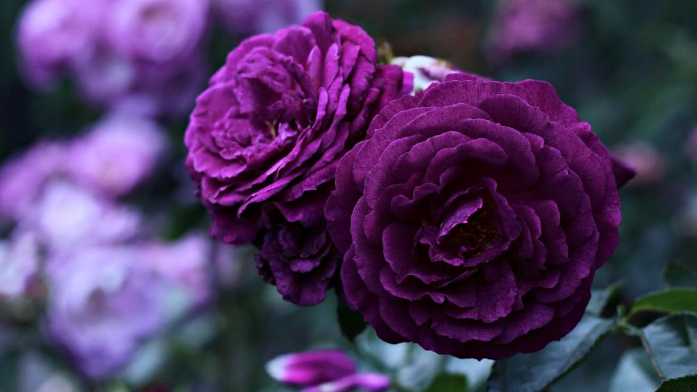 Amazing purple roses wallpaper