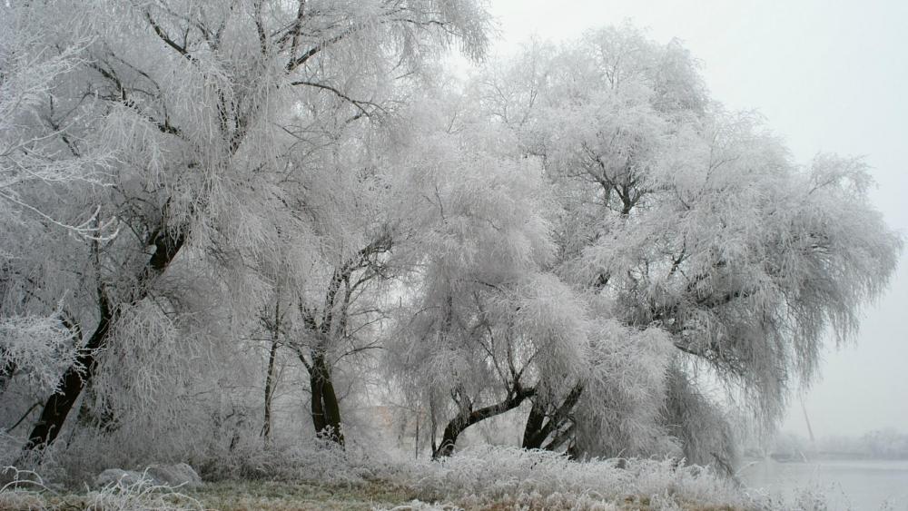 Frozen trees wallpaper