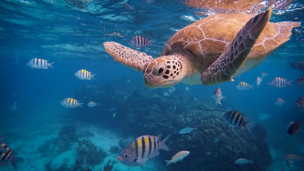 Sea turtle - Underwater wallpaper