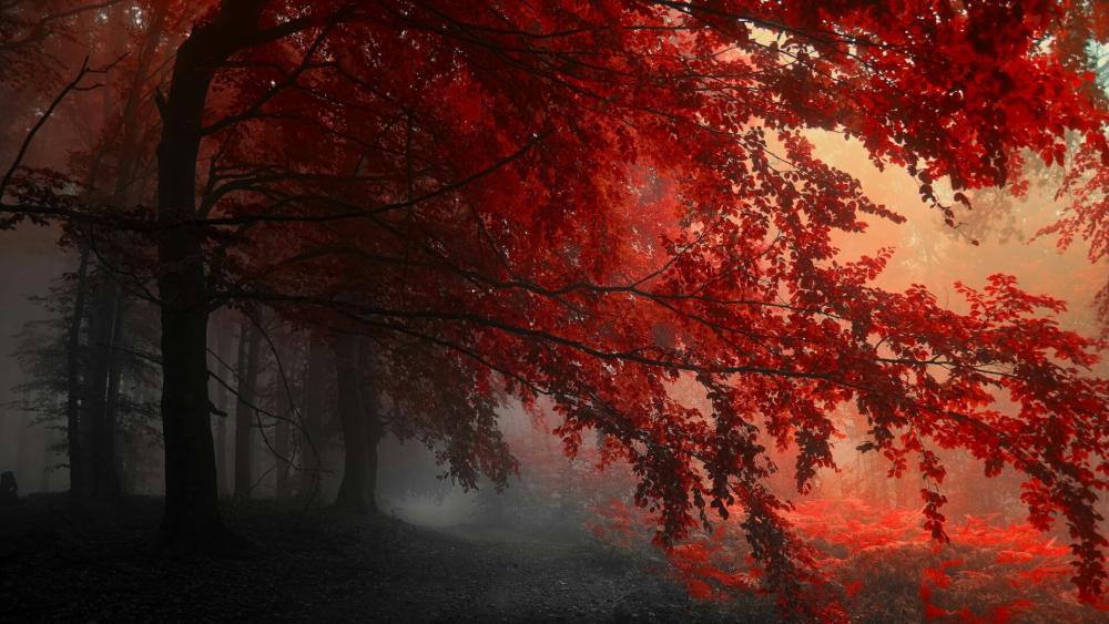 Red forest wallpaper