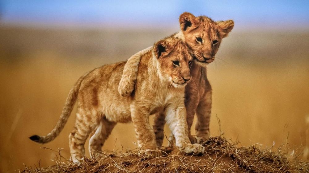 Cute lion cubs wallpaper