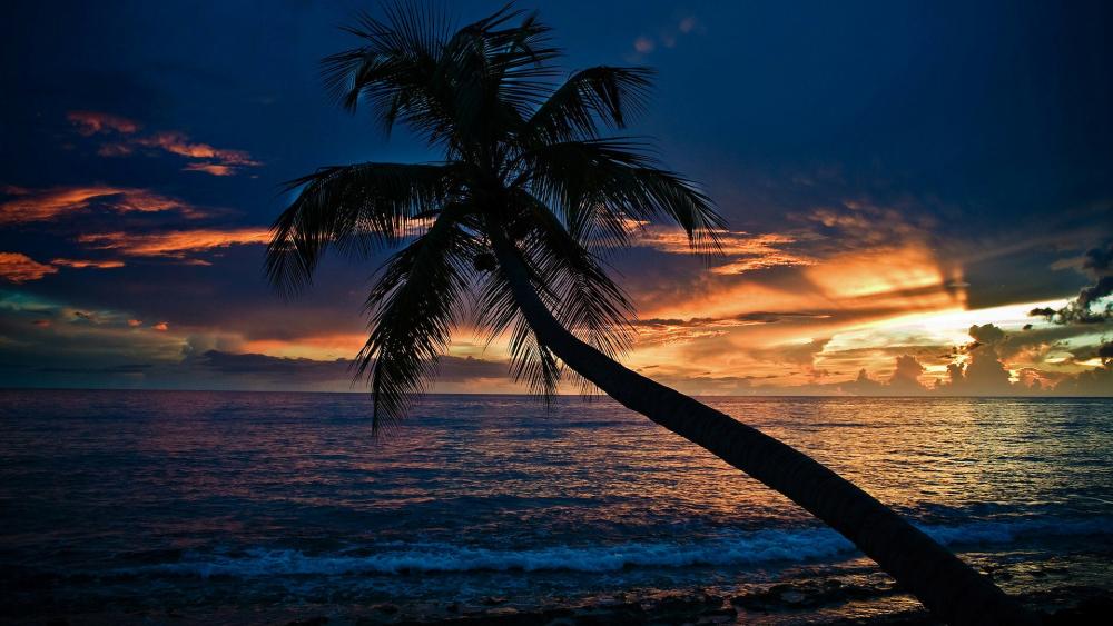 Palm tree in the sunset wallpaper