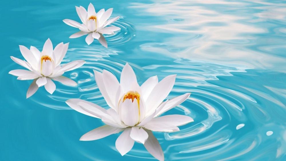 White Lotus flowers in the blue water wallpaper