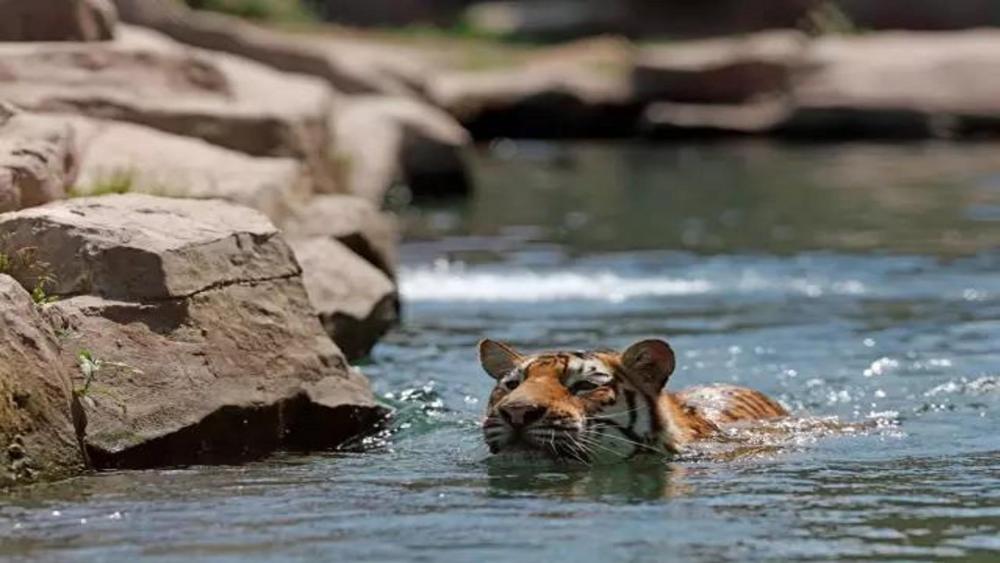 Swimming tiger wallpaper
