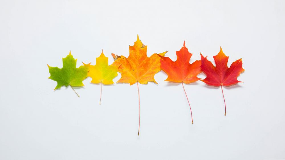 Colors of maple leaf wallpaper