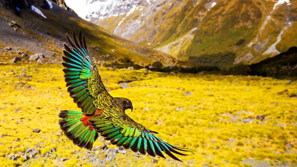 New Zealand Kea in flight wallpaper