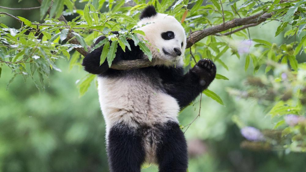 Giant panda (Bao Bao) wallpaper
