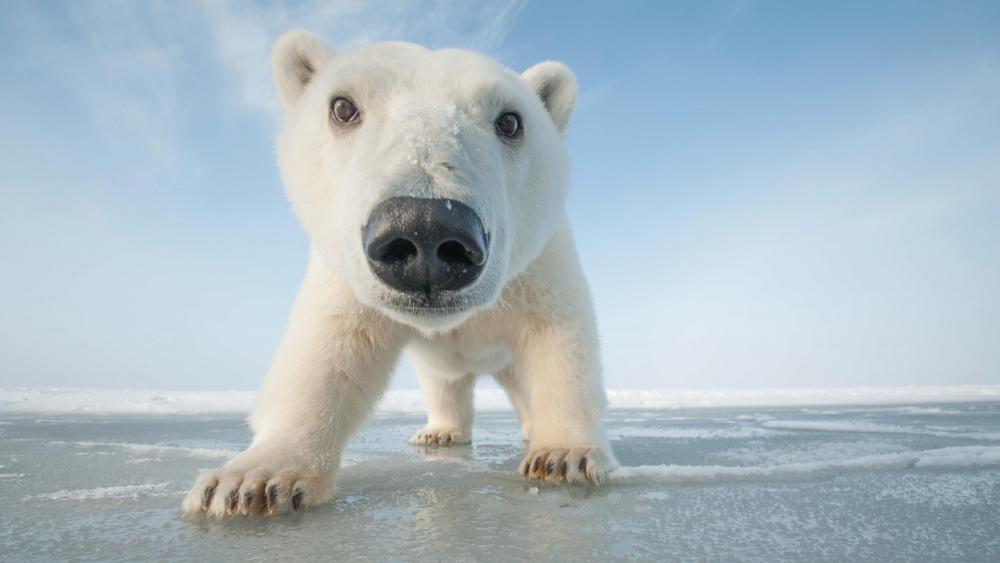 Polar bear cub on ice wallpaper