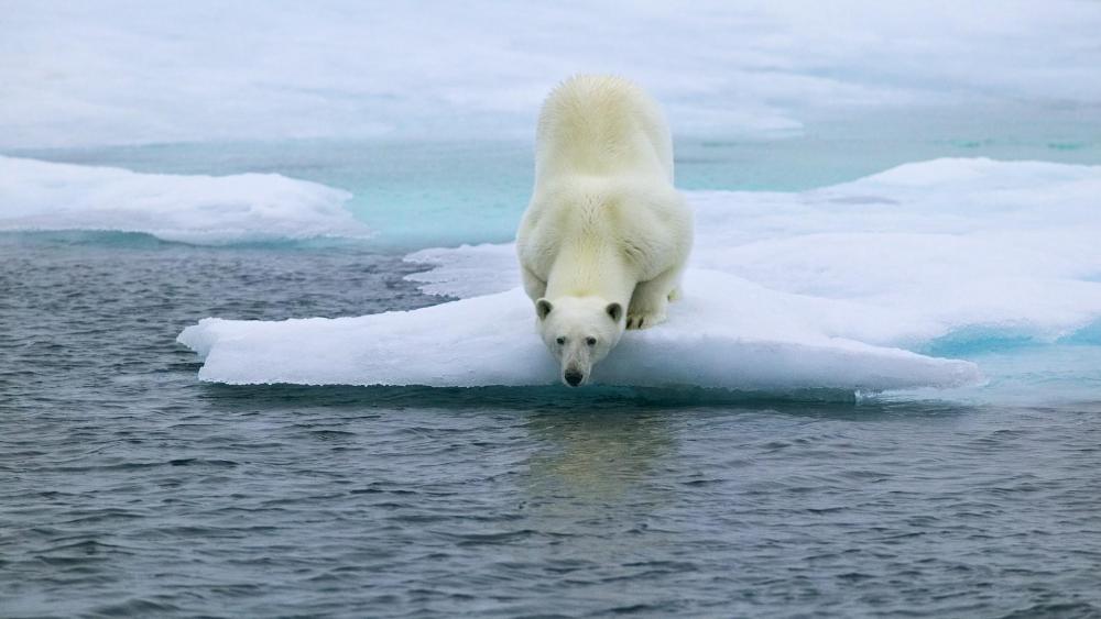 Polar bear on the ice wallpaper