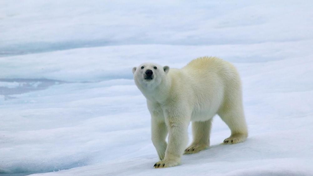 Polar bear in the ice field wallpaper