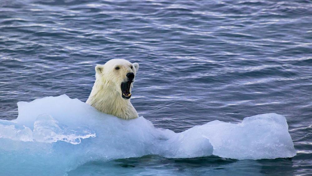 Polar bear in the water wallpaper