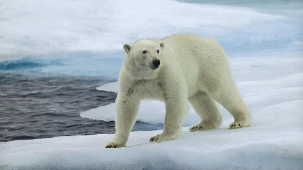 Polar bear wallpaper