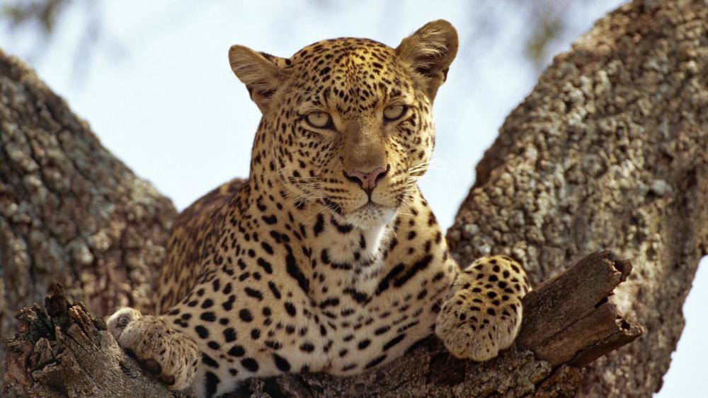 Leopard in the tree wallpaper