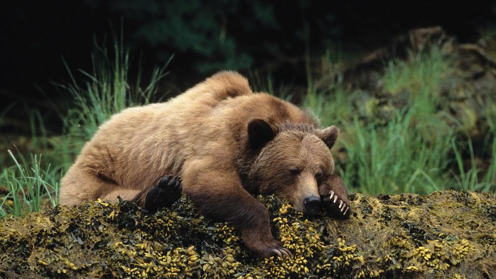 Sleeping brown bear wallpaper