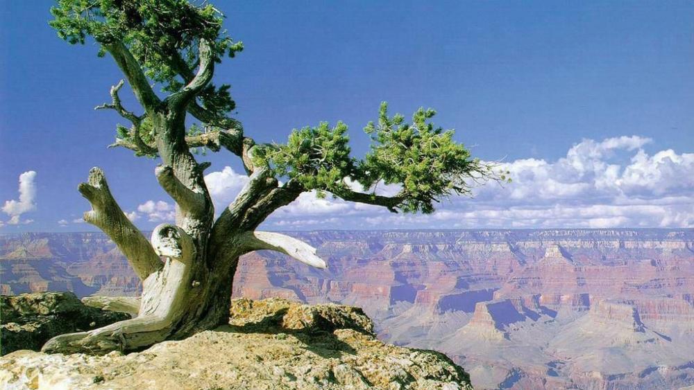Grand Canyon National Park panoramic view wallpaper