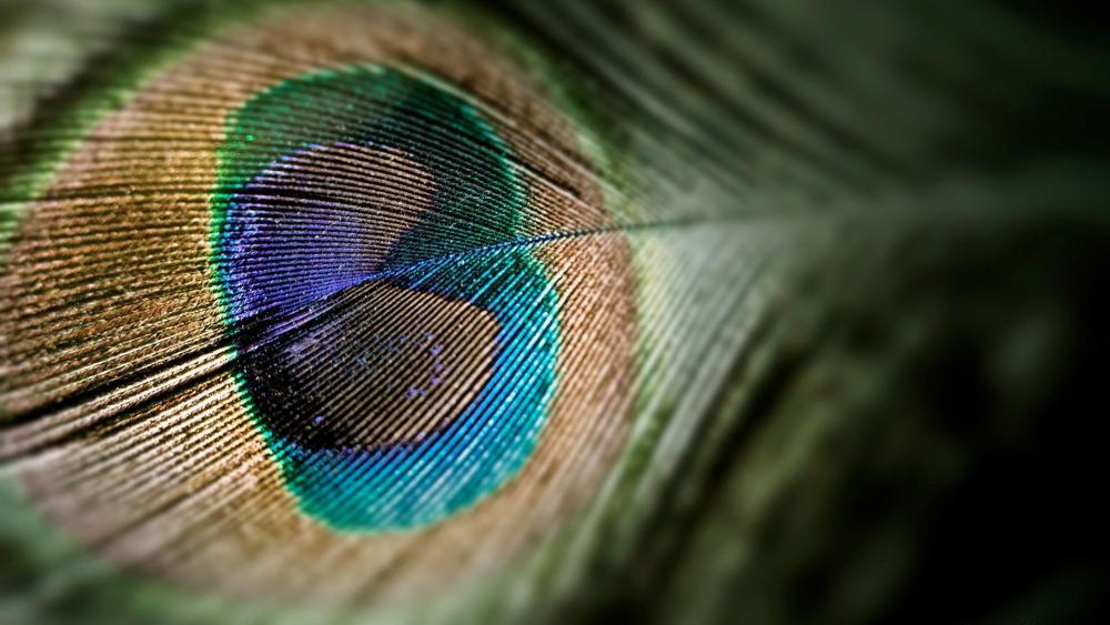 Peacock feathers macro photography wallpaper