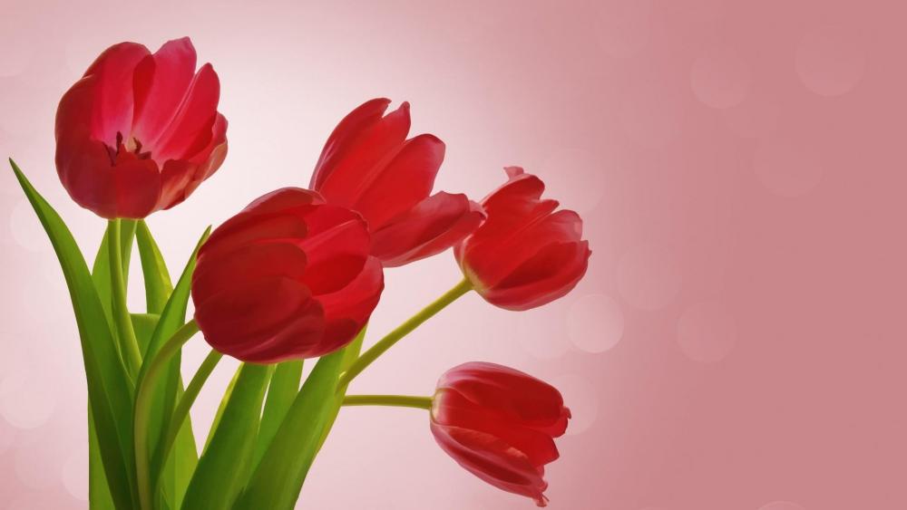 Tulip bouquet wallpaper