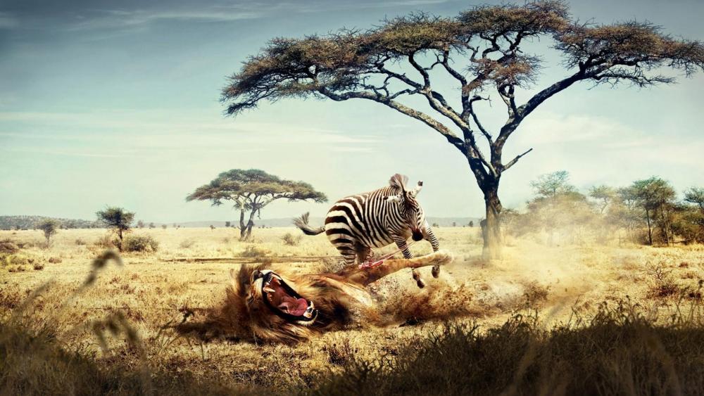 Zebra eats lion wallpaper