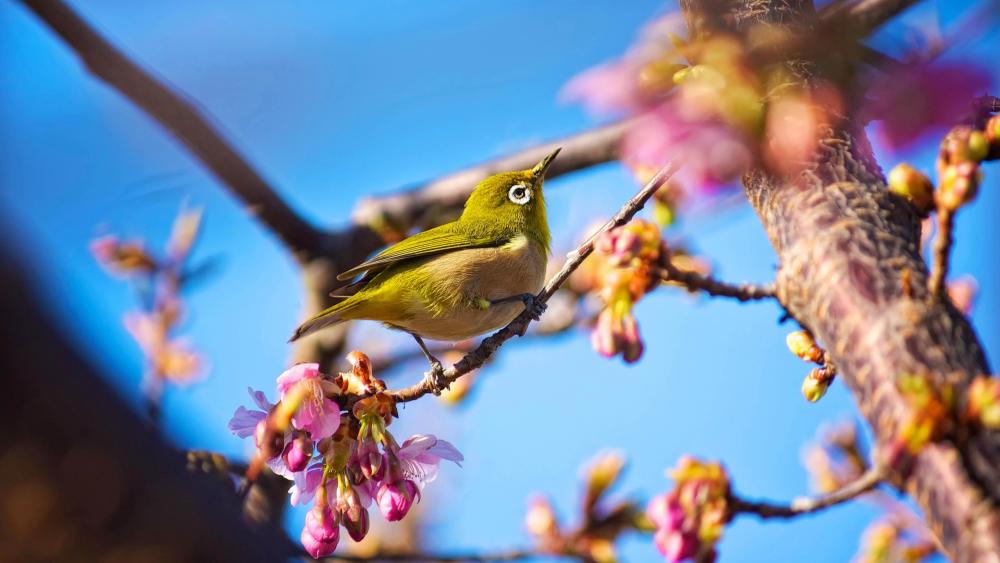 Japanese white-eye bird in a spring tree wallpaper