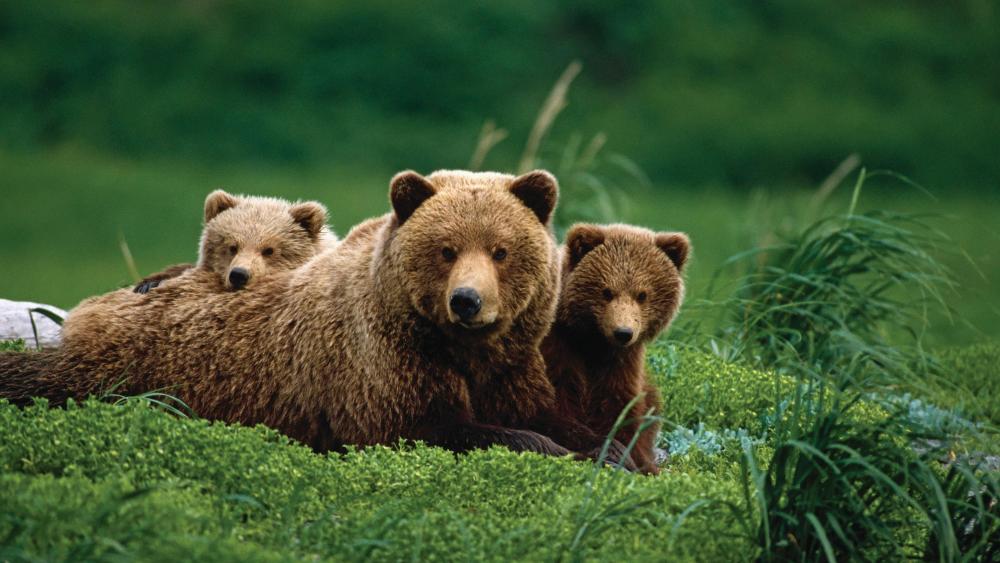 Mama bear with two grizzly bear cubes wallpaper