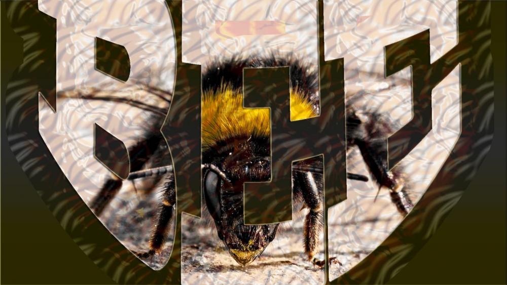Honey Bee wallpaper