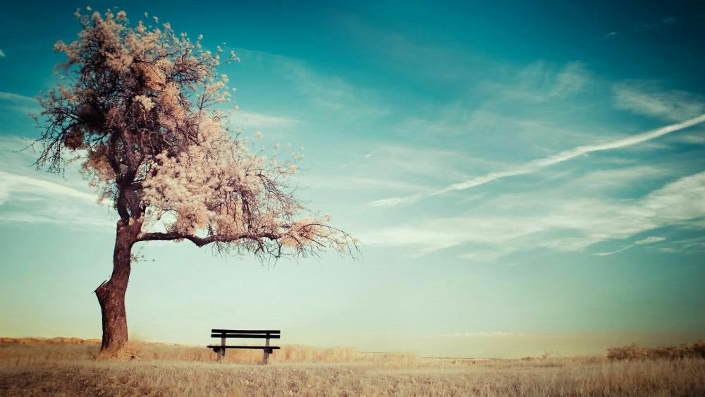 Lone tree on the field with a bench wallpaper