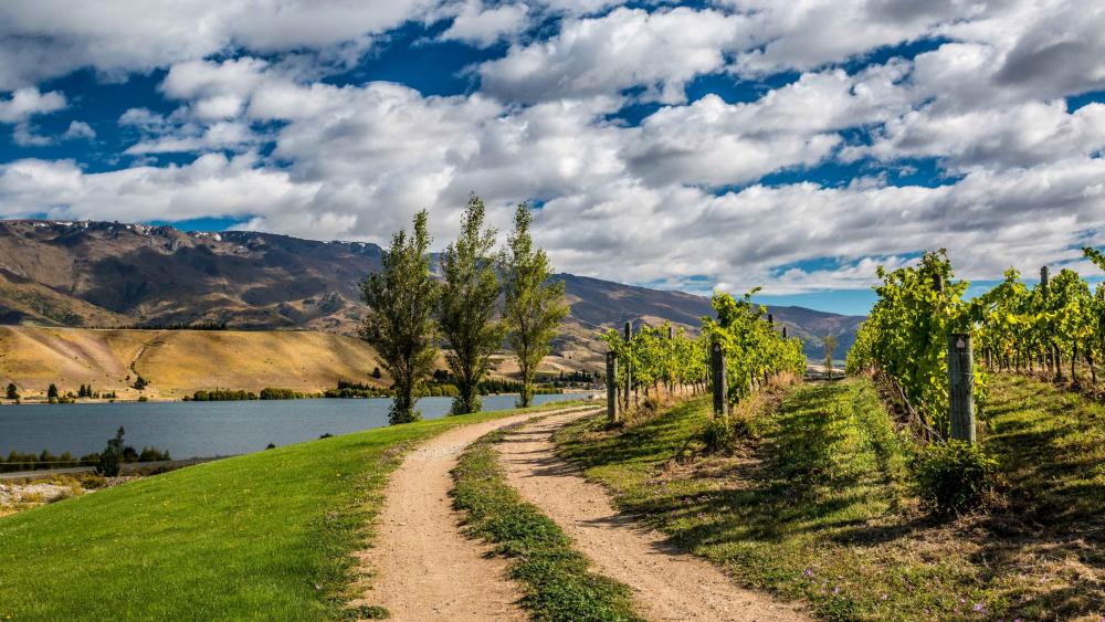 New Zealand vineyard - Northburn wallpaper