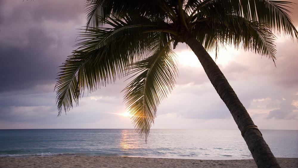 Palm tree at the beach in Jamaica wallpaper