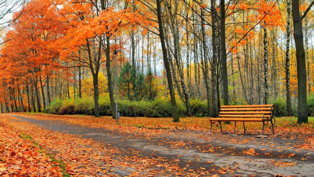 Autumn in the park wallpaper