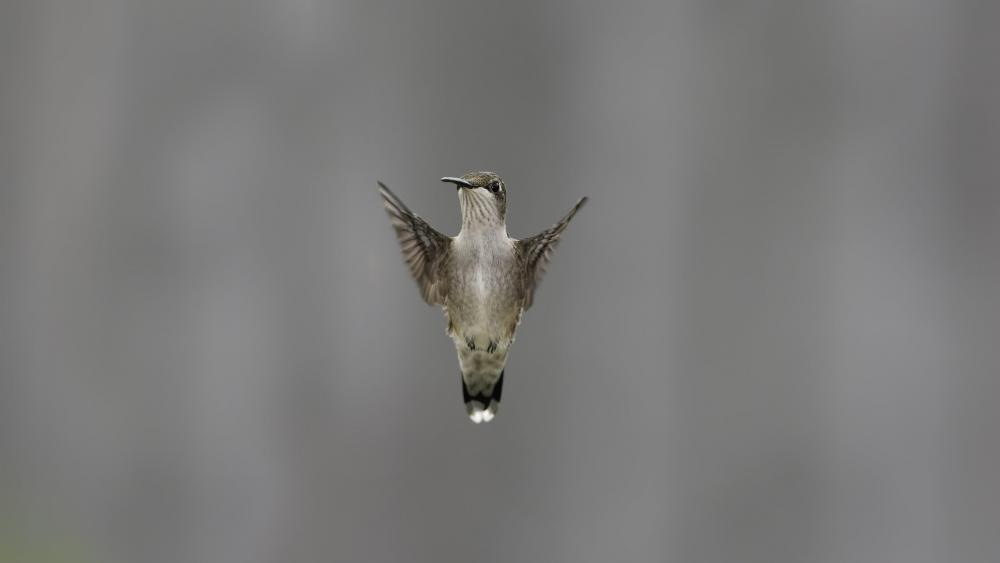 Flying Hummingbird wallpaper