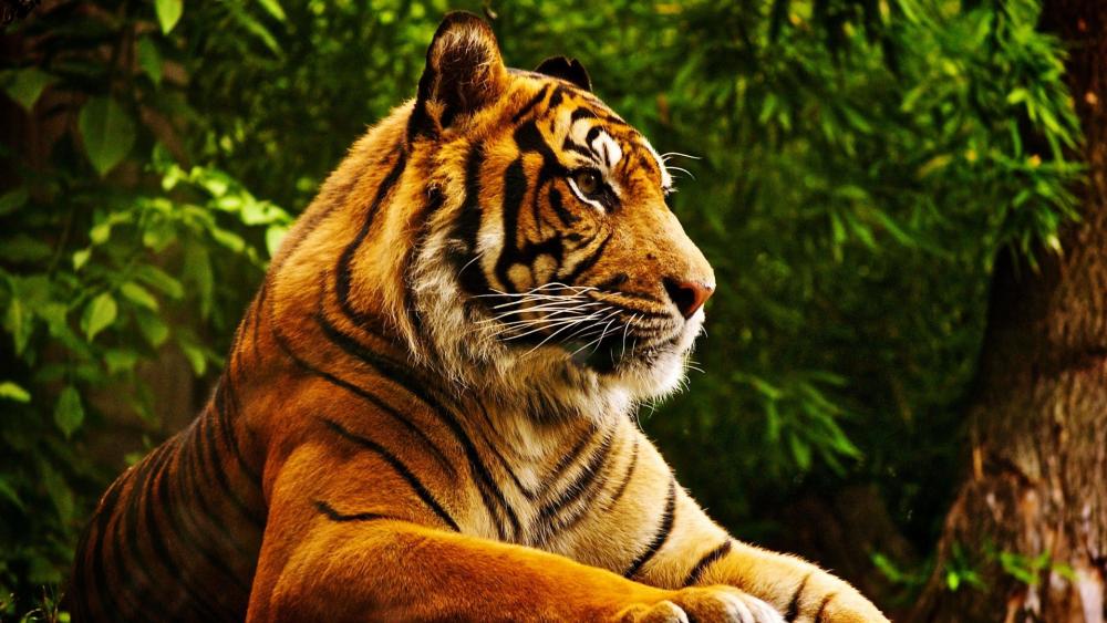 Bengal tiger - London Zoo wallpaper