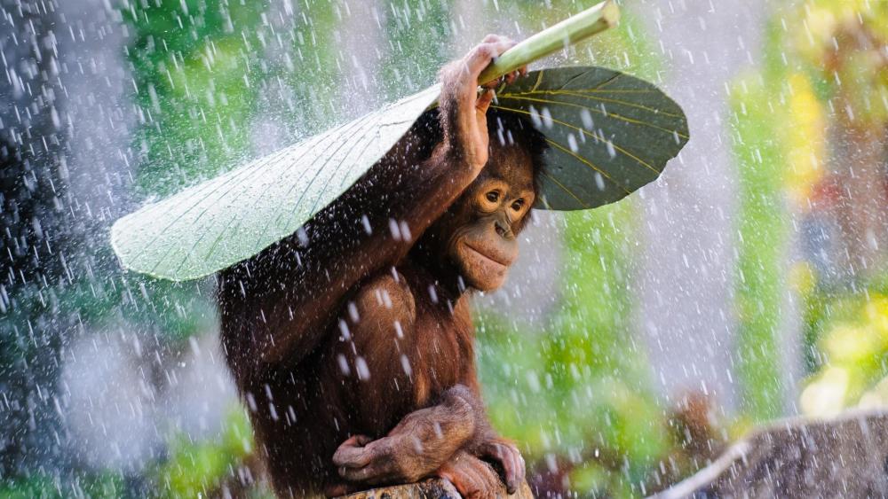 Orangutan covering himself from the rain wallpaper